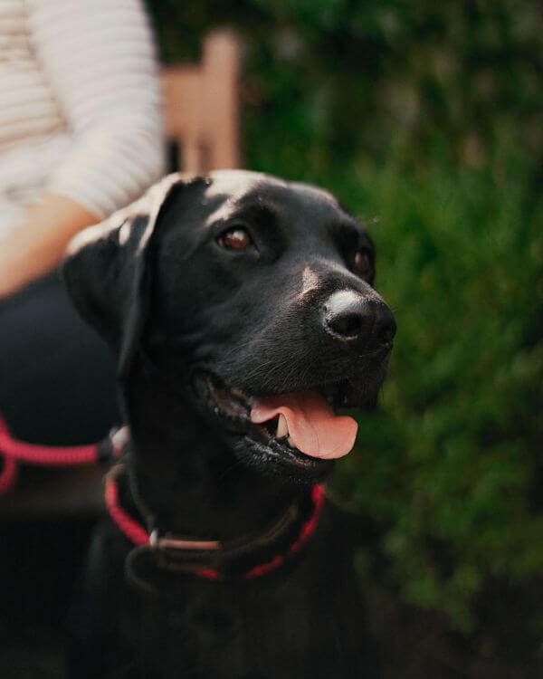 Start a Dog Walking Business Black Lab_opt (1) Start a Dog Walking Business Black Lab