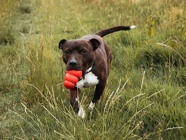 Start a Dog Walking Business Dog Running_opt (1) Start a Dog Walking Business Dog Running