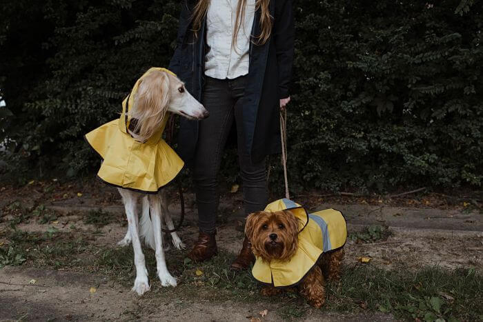 Start a Dog Walking Business Rainy Day_opt (1) Start a Dog Walking Business Rainy Day