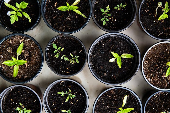 Start a Gardening Business Sprouts